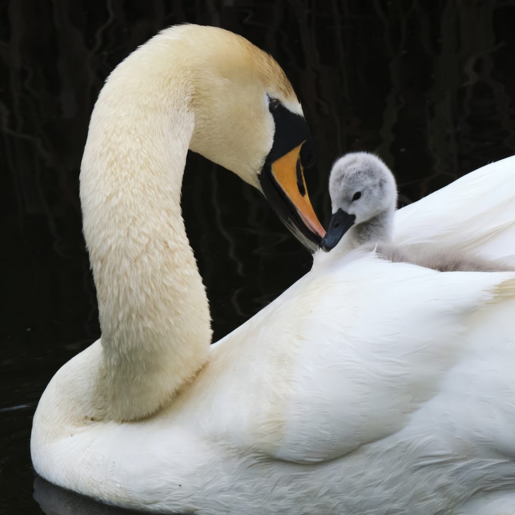 Swan and signet